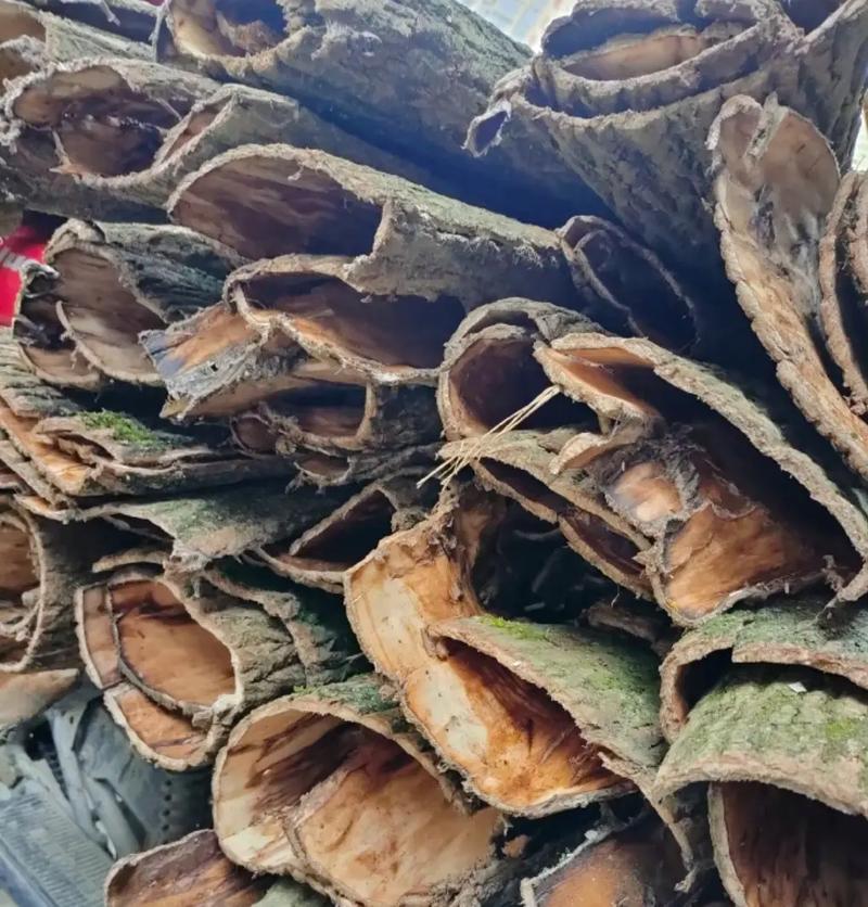 杜仲皮 傳統中藥材的現代價值與市場前景