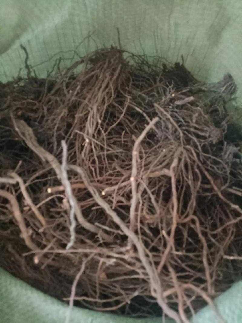 中草藥收購熱持續 百蕊草、地骨皮、茜草等藥材市場需求旺盛