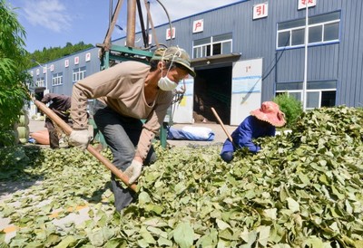 廣元昭化射箭鎮 中藥材產業夯實振興根基