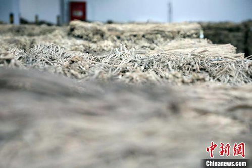 甘肅 千年藥鄉興起訂單收購新模式，道地藥材助農增收譜新篇