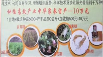 菏澤兩百余戶種植高價中藥材 賣方承諾暴利背后的真實與風險